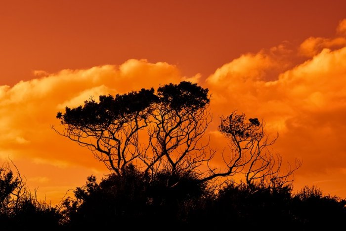 Trees Branches Sunset Sky Clouds Nature